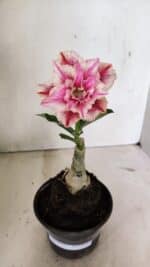 ENXERTO 12365 – 20cm (cor LM 964) - Imagem 2