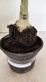 ENXERTO 12365 – 20cm (cor LM 964) - Imagem 7