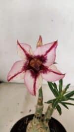 ENXERTO 12366 – 20cm (cor LM 518)