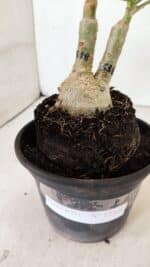 ENXERTO 12366 – 20cm (cor LM 518) - Imagem 8