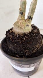 ENXERTO 12366 – 20cm (cor LM 518) - Imagem 7