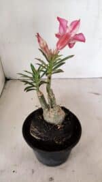 ENXERTO 12366 – 20cm (cor LM 518) - Imagem 5