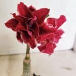 ENXERTO 12367 – 20cm (cor LM 833)