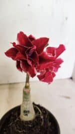 ENXERTO 12367 – 20cm (cor LM 833)