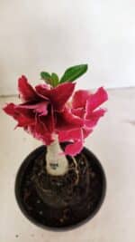 ENXERTO 12367 – 20cm (cor LM 833) - Imagem 4