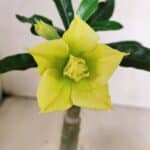 ENXERTO 12368 – 20cm (cor LM 315)