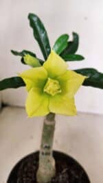 ENXERTO 12368 – 20cm (cor LM 315)