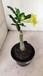 ENXERTO 12368 – 20cm (cor LM 315) - Imagem 6