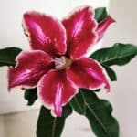 ENXERTO 12369 – 20cm (cor LM 887)