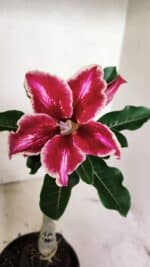 ENXERTO 12369 – 20cm (cor LM 887)