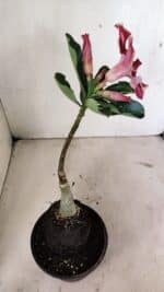 ENXERTO 12369 – 20cm (cor LM 887) - Imagem 5