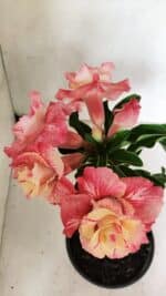 ENXERTO 12370 – 20cm (cor LM 582) - Imagem 4