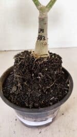 ENXERTO 12370 – 20cm (cor LM 582) - Imagem 8