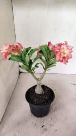 ENXERTO 12370 – 20cm (cor LM 582) - Imagem 6