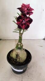 ENXERTO 12371 – 25cm (cor LM 1008) - Imagem 2