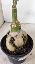 ENXERTO 12371 – 25cm (cor LM 1008) - Imagem 6