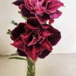 ENXERTO 12371 – 25cm (cor LM 1008)