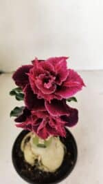 ENXERTO 12371 – 25cm (cor LM 1008) - Imagem 4