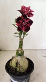 ENXERTO 12371 – 25cm (cor LM 1008) - Imagem 10