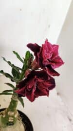 ENXERTO 12371 – 25cm (cor LM 1008) - Imagem 5