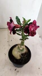 ENXERTO 12371 – 25cm (cor LM 1008) - Imagem 9