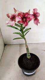 ENXERTO 12372 – 20cm (cor LM 506) - Imagem 2