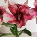 ENXERTO 12372 – 20cm (cor LM 506)