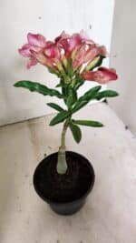 ENXERTO 12372 – 20cm (cor LM 506) - Imagem 5