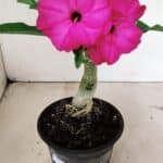 ENXERTO 12373 – 20cm (cor LM 384)