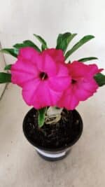 ENXERTO 12373 – 20cm (cor LM 384) - Imagem 6