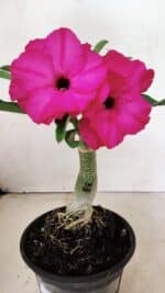 ENXERTO 12373 – 20cm (cor LM 384) - Imagem 8