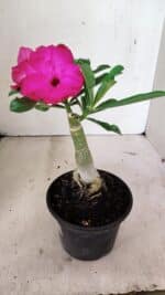 ENXERTO 12373 – 20cm (cor LM 384) - Imagem 5