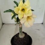 ENXERTO 12374 – 20cm (cor LM 436)