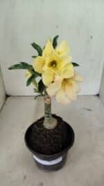 ENXERTO 12374 – 20cm (cor LM 436)