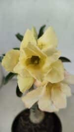 ENXERTO 12374 – 20cm (cor LM 436) - Imagem 3