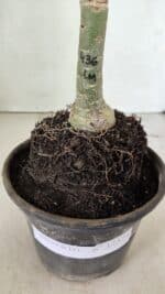 ENXERTO 12374 – 20cm (cor LM 436) - Imagem 8