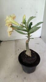 ENXERTO 12374 – 20cm (cor LM 436) - Imagem 6