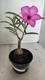 ENXERTO 12375 – 22cm (cor LM 512)