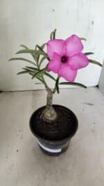 ENXERTO 12375 – 22cm (cor LM 512) - Imagem 4