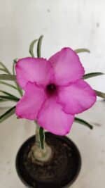 ENXERTO 12375 – 22cm (cor LM 512) - Imagem 3