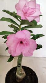 ENXERTO 12376 – 25cm (cor LM 08) - Imagem 4