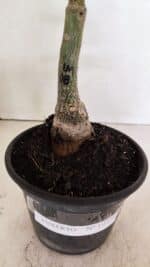 ENXERTO 12376 – 25cm (cor LM 08) - Imagem 6