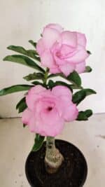 ENXERTO 12376 – 25cm (cor LM 08)