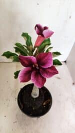 ENXERTO 12378 – 20cm (cor LM 499) - Imagem 4