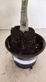 ENXERTO 12378 – 20cm (cor LM 499) - Imagem 5