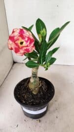 ENXERTO 12379 – 20cm (cor LM 995) - Imagem 2