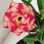 ENXERTO 12379 – 20cm (cor LM 995)