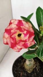 ENXERTO 12379 – 20cm (cor LM 995)