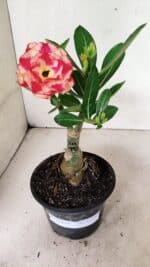 ENXERTO 12379 – 20cm (cor LM 995) - Imagem 8