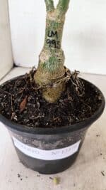 ENXERTO 12379 – 20cm (cor LM 995) - Imagem 7